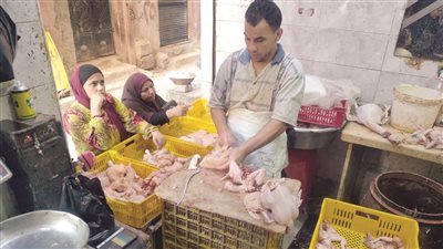 الكتاكيت المستوردة هل تعيد للمصريين طعم البروتين؟