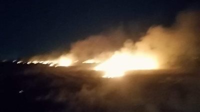  قش الأرز قاتل يتربص بأهالي الدقهلية 