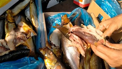 ضبط 3 طن أسماك مدخنة غير صالحة للاستهلاك بالغربية