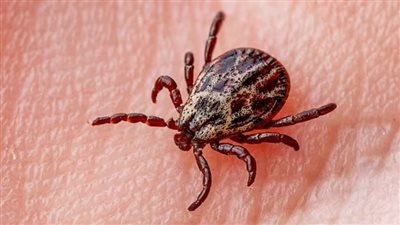 القراد يصيب الآلاف وينقل لهم مرض غامض