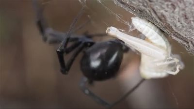 على طريقة سبايدر مان .. تطوير خيط يشبه الحرير لحمل الأشياء 