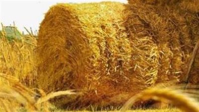  حصاد ٧٨٪ من المساحات المنزرعة بالأرز .. وإنتاج  ٧٢٠٠ طن أسمدة عضوية