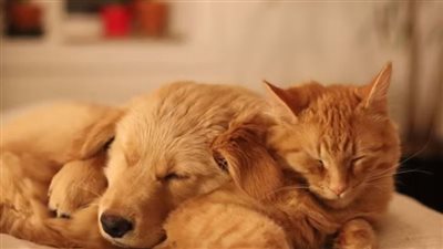 بالخطوات .. كيف يمكن تربية كلب وقطة في نفس المنزل 