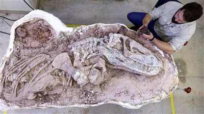 العثور على حفرية تكشف سر ظهور الديناصورات 