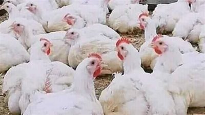 إنخفاض طفيف بأسعار الدواجن البيضاء اليوم الثلاثاء بالفيوم 