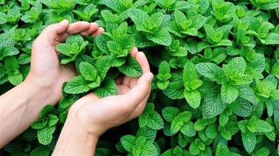 فوائد النعناع الصحية.. كنز طبيعي لتعزيز صحة الجسم