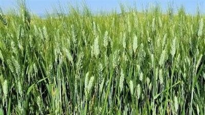 الاهتمام بالمحاصيل الاستراتيجية.. ندوات تثقيفية للمزارعين بالوادي الجديد