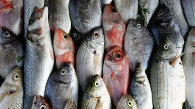 الموافقة على تصدير السمك للاتحاد الأوروبي شهادة ثقة وتخوفات من تكرار سيناريو غلاء البصل