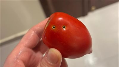 إصابة الطماطم بعضة الثعبان إشاعة تستهدف الاقتصاد 