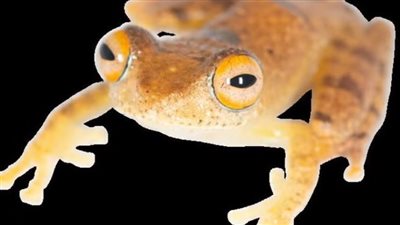 اكتشاف أنواع جديدة من الضفادع في مدغشقر 