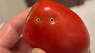 هل هي عضة ثعبان؟ نقيب الفلاحين يعلق على أزمة ثقوب الطماطم (فيديو)