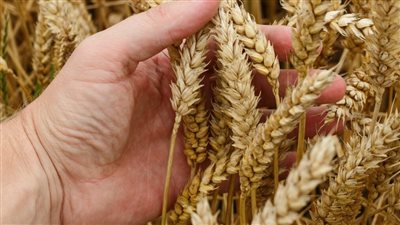 مركز معلومات تغير المناخ يصدر روشتة القمح للموسم الزراعي الجديد