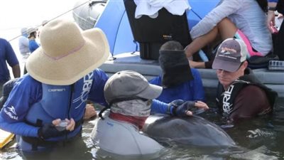 دراسة: الدلافين تستنشق جزيئات البلاستيك مثل البشر 