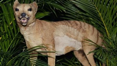 بعد رسم جينوم النمر التسماني ..آمال بعودة الحيوانات المنقرضة