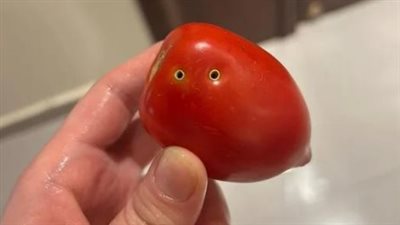 خاص.. استشاري بكتيريا ومناعة تكشف للوفد حقيقة عض الثعبان للطماطم 