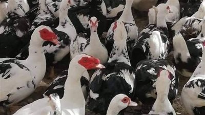 استقرار أسعار الطيور  بأسواق محافظة البحيرة 