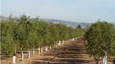 قصة نجاح واعدة.. مصر تتصدر إنتاج الزيتون عالميًا