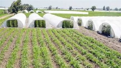 الزراعة: استنباط أكثر من 60 صنفًا وهجينًا للمحاصيل الاستراتيجية لتحسين الإنتاجية