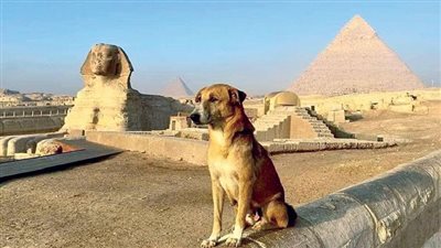 صحافة العالم تحتفى بـ«كلب الهرم».. دعاية مجانية للسياحة المصرية