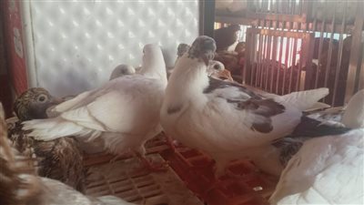 استقرار أسعار الطيور بأسواق البحيرة اليوم الإثنين