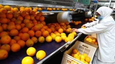 مصر تسجل قفزة نوعية في صادراتها الزراعية وتستهدف أسواقًا جديدة