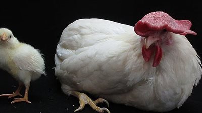 نجاح عملية توليد الدجاج بدون بيض في اليابان 