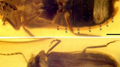 حفرية يرقة الكهرمان تكشف أصول الحشرات المضيئة