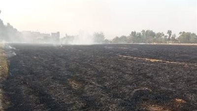 524 محضرًا لحرق قش الأرز بالشرقية 