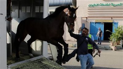وصول عدد من الخيول المشتركة فى بطولة مصر الدولية للفروسية