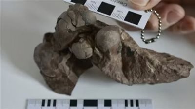 اكتشاف أصغر بيض ديناصورات على الإطلاق في الصين 