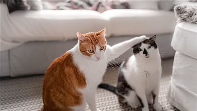 القطط أذكي من الأطفال في ربط معاني الكلمات 