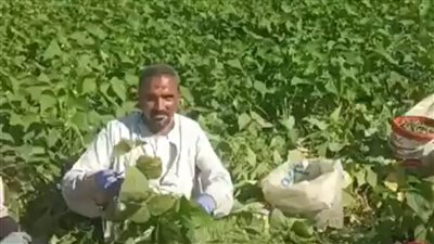 شاهد.. فرحة أهالي المنوفية بجني محصول الفاصوليا الخضراء
