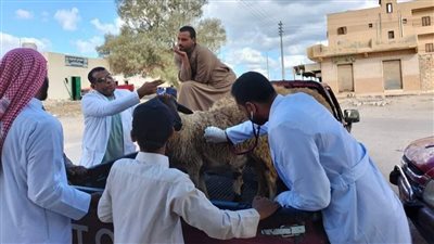 تحصين 174 ألف رأس من الأغنام والماشية بمحافظة مطروح