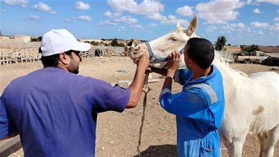 فحص وعلاج ١٤ ألف رأس ماشية في ختام قافلة بيطرية لمعهد بحوث التناسليات بمطروح  