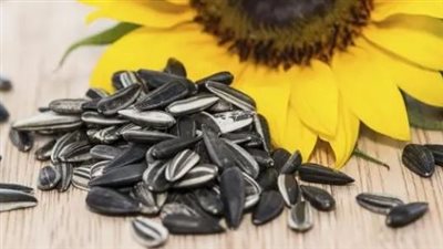 فوائد مذهلة لتناول بذور دوار الشمس يوميًا