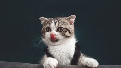 القطط تفهم الكلمات أسرع من الأطفال 