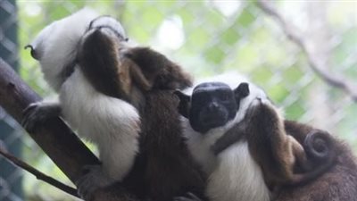 ولادة جيل جديد من القرود المرقطة المهددة بالانقراض