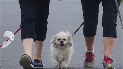 تغيير الساعة يسبب القلق والارتباك للحيوانات الأليفة 