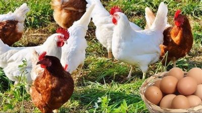 خطوات حاسمة لإنهاء أزمة ارتفاع أسعار الدواجن والبيض