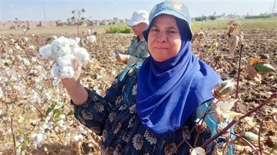 بالزغاريد والأغاني.. المزارعين والعمال يحتفلون بموسم حصاد القطن