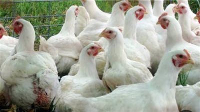 تراجع أسعار الطيور البيضاء بأسواق الغربية اليوم 