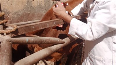 تقديم 4627 خدمة بيطرية مجانية بالمنيا  