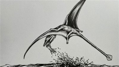 حفريات تكشف: الزواحف الطائرة كانت تتغذى على الحبار 