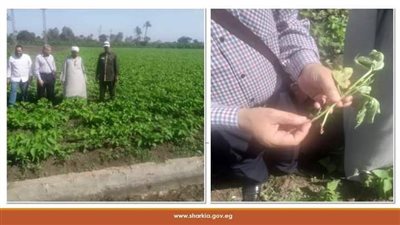 يوم حقلي لتوعية مزارعي الفاصوليا بمشتول السوق 