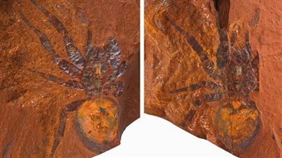 العثور على حفرية عنكبوت عملاق عاش على الأرض قبل ملايين السنين