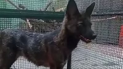 ولادة حيوان نادر نتاج تزاوج كلب وثعلب في البرازيل