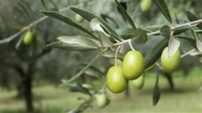 قوات الكيان الصهيوني تمنع المزارعين من قطف الزيتون جنوب نابلس