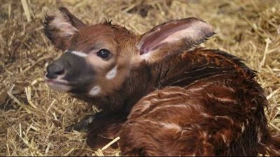 ولادة عجل بونغو المهدد بالانقراض في حديقة حيوان 