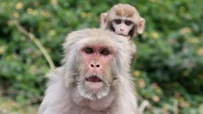 على غرار البشر .. الحيوانات تميل للإنطوائية مع التقدم في السن