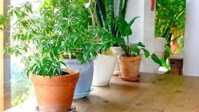 يمكنك زراعة خضراوات صحية سهلة في حديقتك الصغيرة وتجميل محيطك